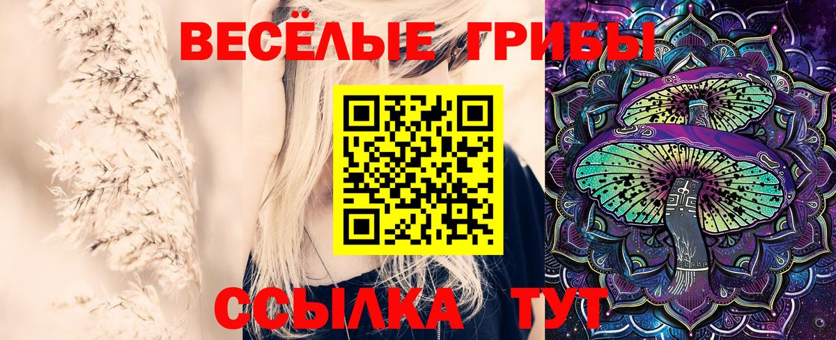 продажа наркотиков  Вход с VPN  Губаха  Псилоцибиновые грибы Cubensis 